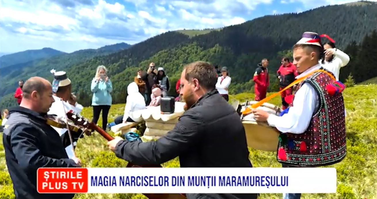 MAGIA NARCISELOR DIN MUNȚII MARAMUREȘULUI