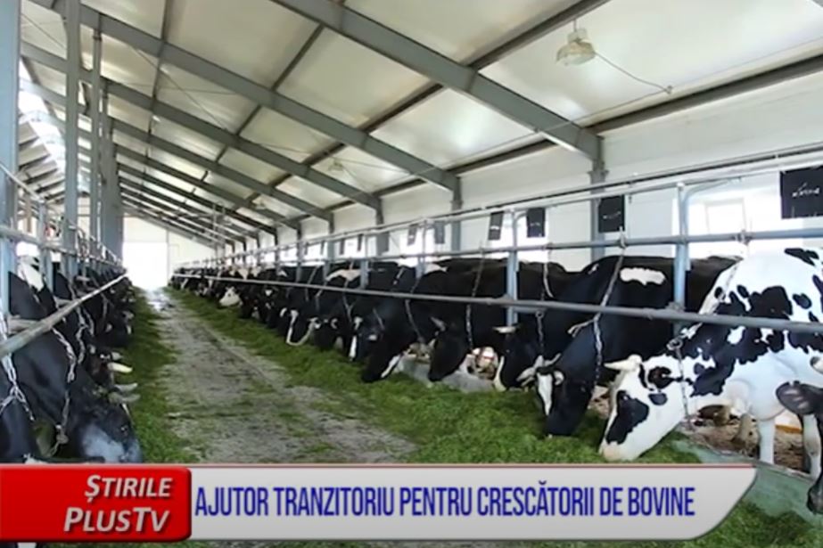 AJUTOR TRANZITORIU PENTRU CRESCĂTORII DE BOVINE