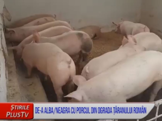 DE-A ALBA/NEAGRA CU PORCUL DIN OGRADA ȚĂRANULUI ROMÂN
