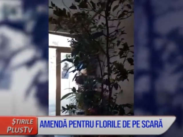 AMENDĂ PENTRU FLORILE DE PE SCARĂ