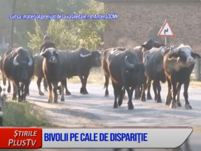 BIVOLII, PE CALE DE DISPARIȚIE