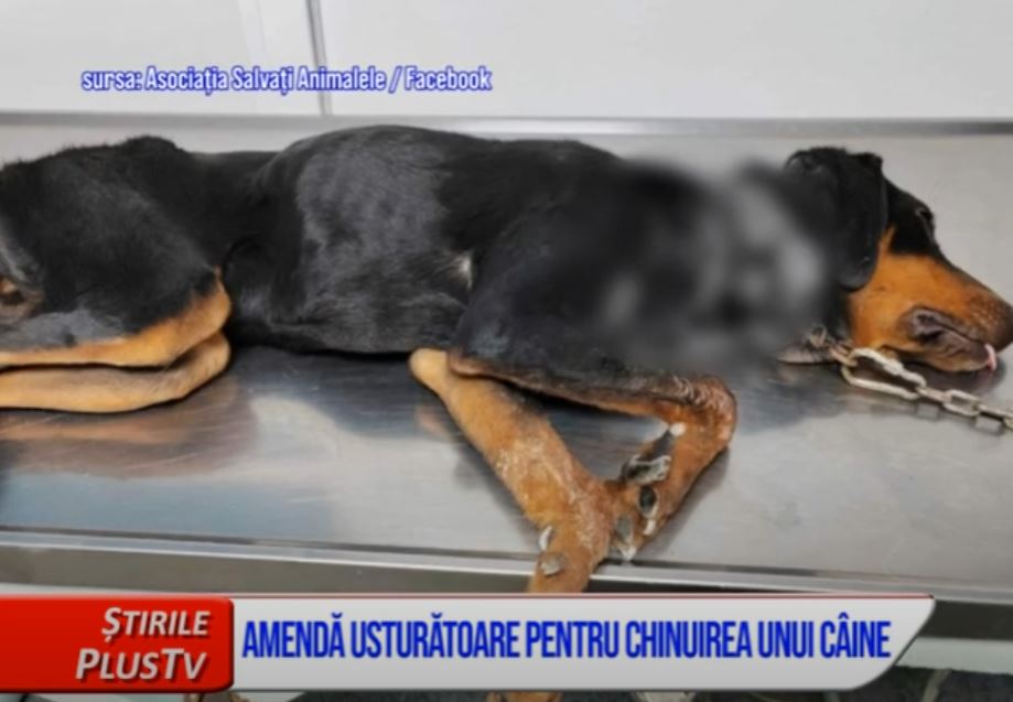 AMENDĂ USTURĂTOARE PENTRU CHINUIREA UNUI CÂINE