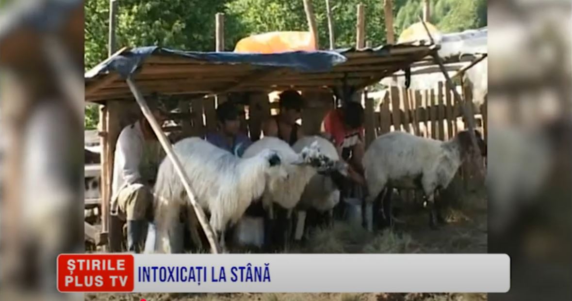 INTOXICAȚI LA STÂNĂ