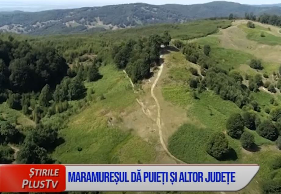 MARAMUREȘUL DĂ PUIEȚI ȘI ALTOR JUDEȚE