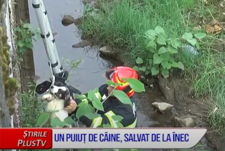 UN PUIUȚ DE CÂINE, SALVAT DE LA ÎNEC