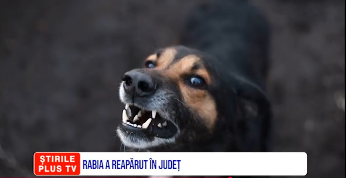 ȘTIRI PE SCURT 11 DECEMBRIE