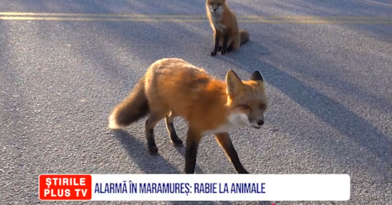 ALARMĂ ÎN MARAMUREȘ: RABIE LA ANIMALE