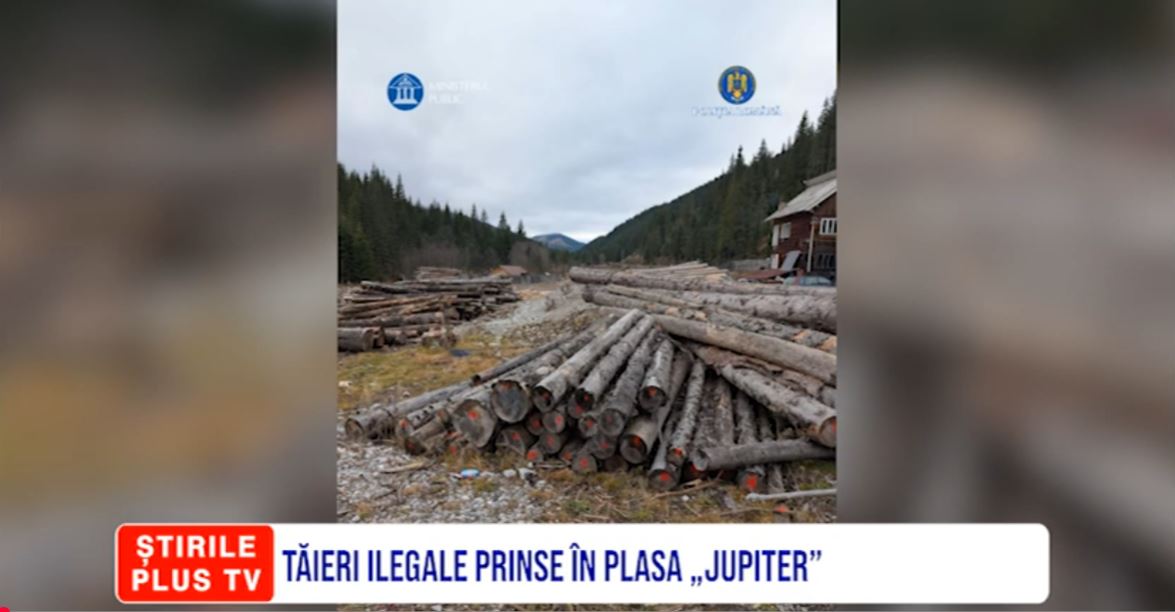 TĂIERI ILEGALE PRINSE ÎN PLASA „JUPITER”