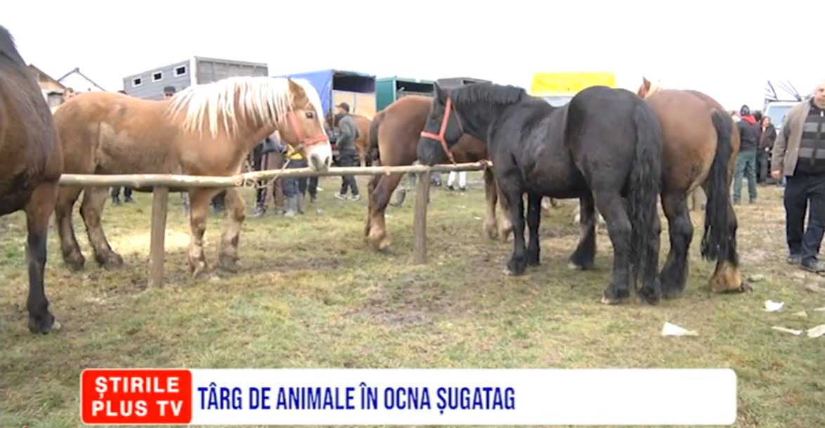 TÂRG DE ANIMALE ÎN OCNA ȘUGATAG