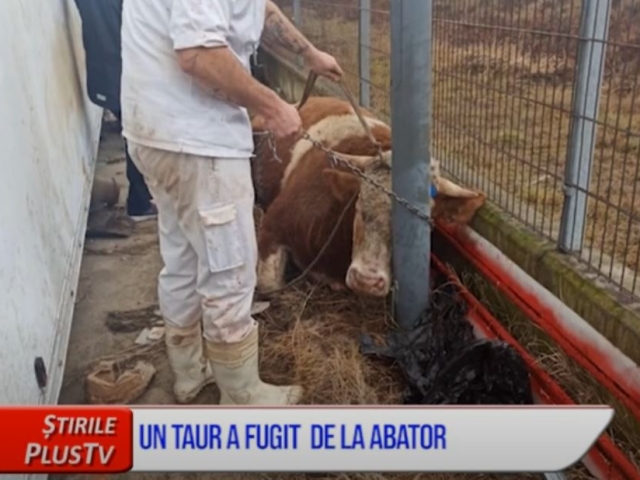 UN TAUR A FUGIT  DE LA ABATOR